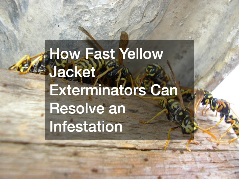 How Fast Yellow Jacket Exterminators Can Resolve an Infestation
